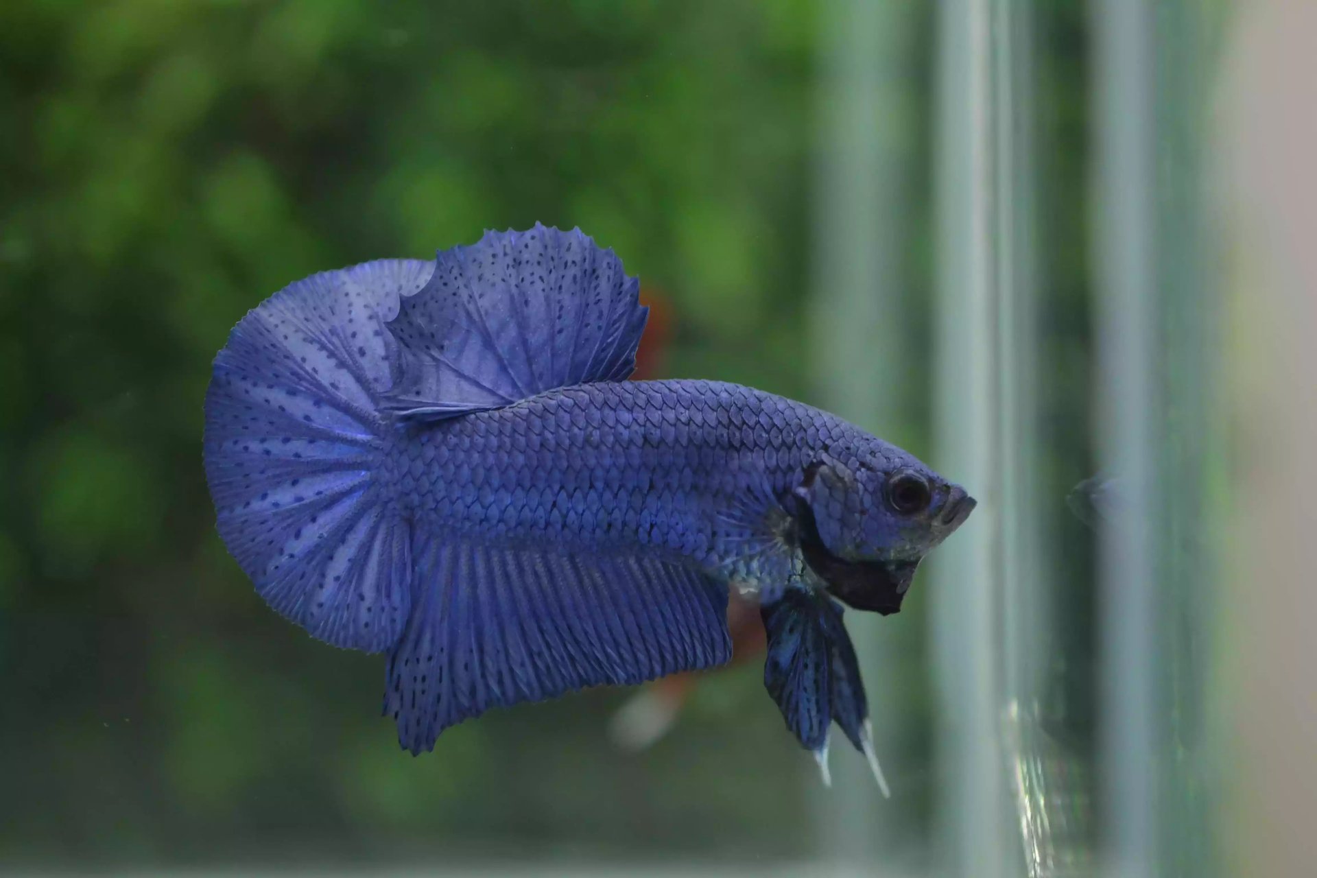 Ikan Cupang Plakat Blue