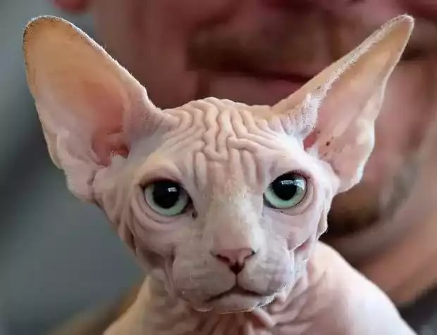 Kucing Sphynx