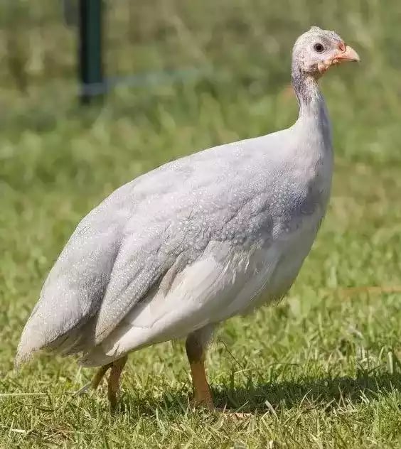 Ayam Lavender Guinea Fowl