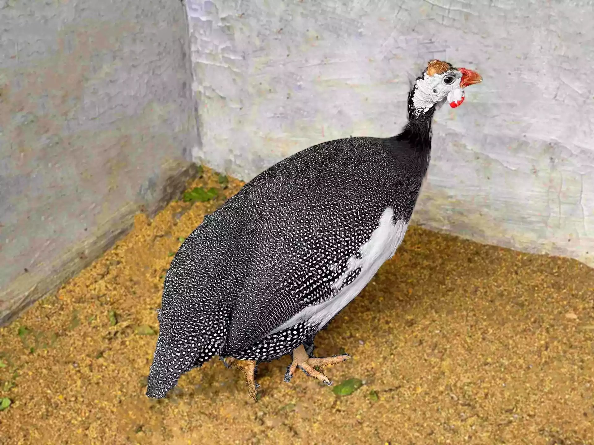 Ayam Pied Guinea Fowl