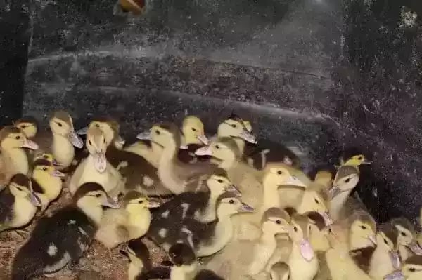 Jual DOE Entok Lokal Yang Terbaik Dan Terpecaya di Riau - 0812-2851-5471