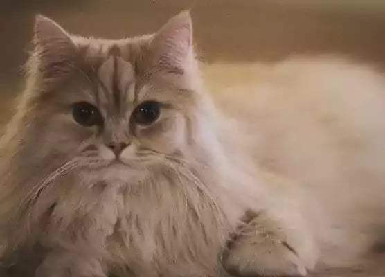 Kucing Persia Medium