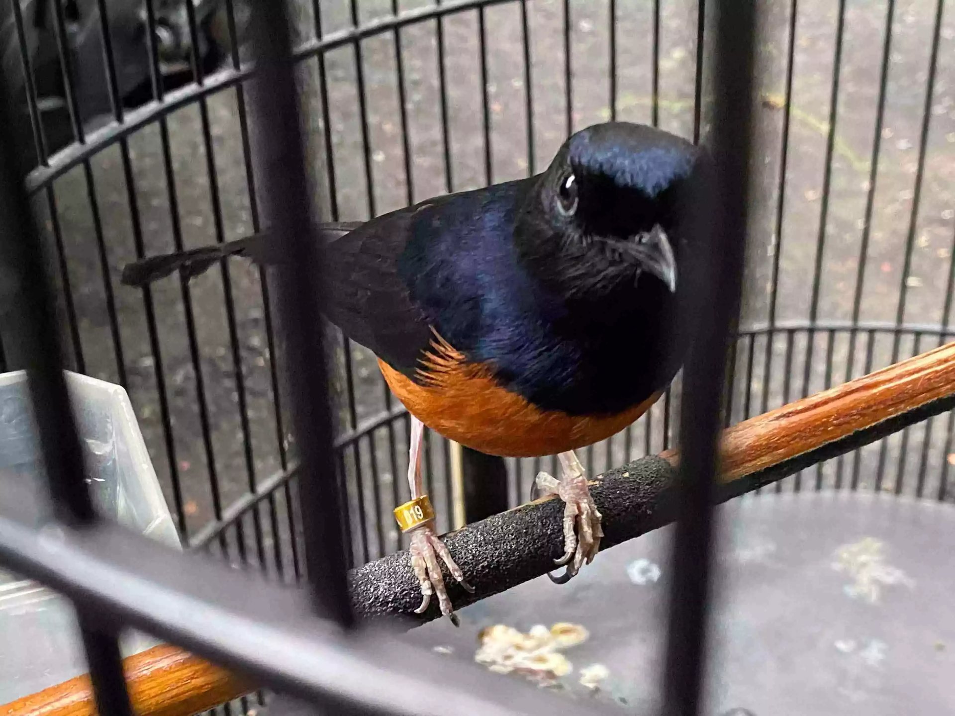 Burung Murai Batu Medan