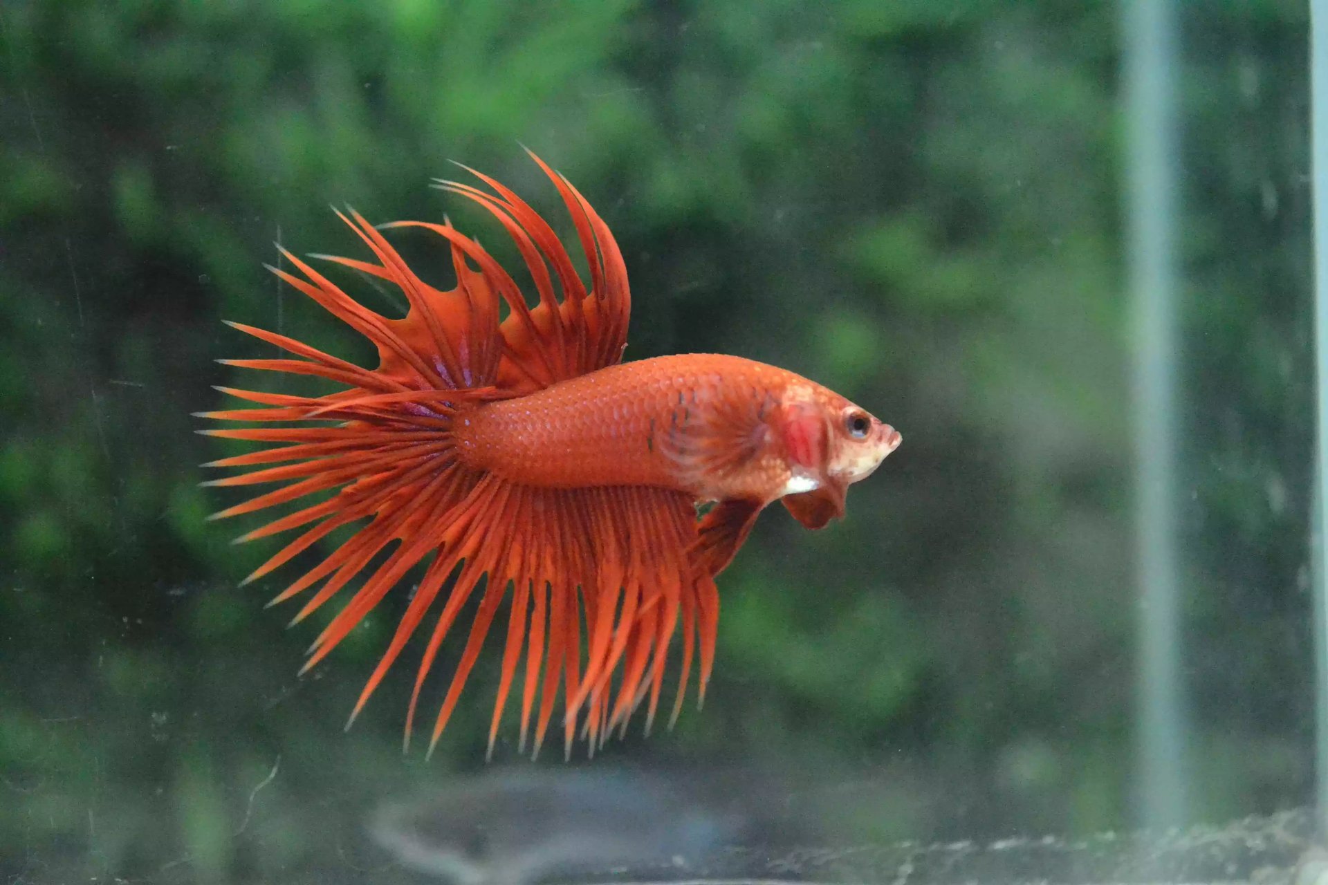 Ikan Cupang Crowntail Red