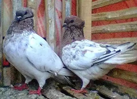 Burung Merpati Brongsong