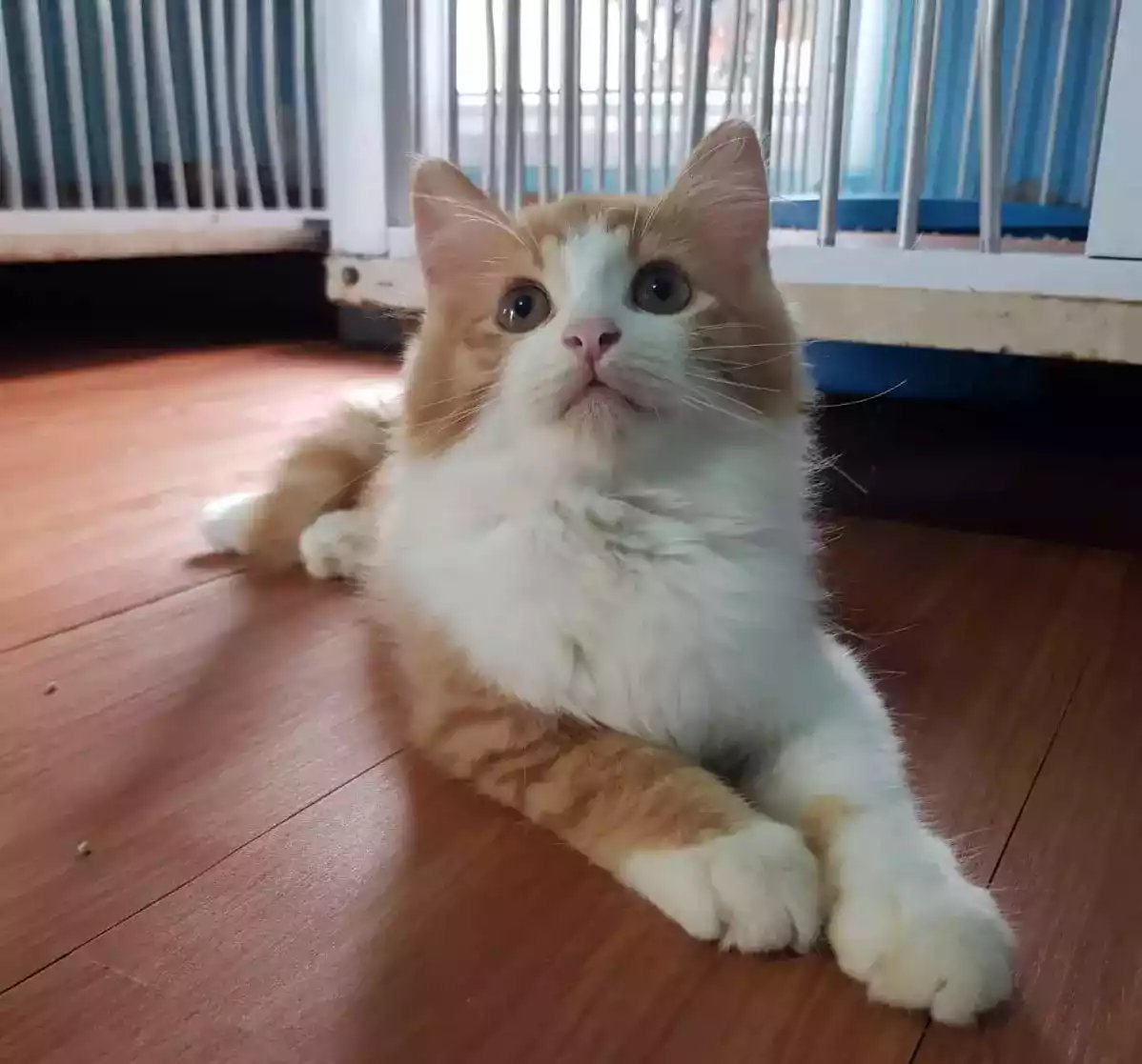 Kucing Persia Oren Putih Gelap