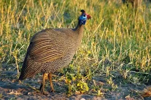 Ayam Brown Guinea Fowl