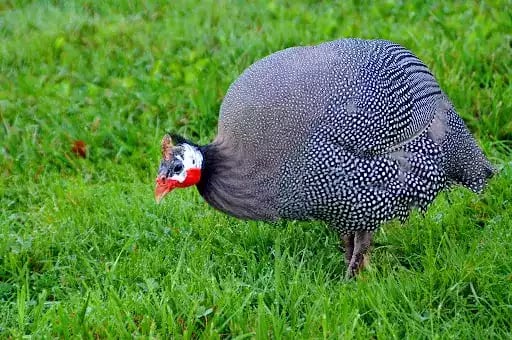 Ayam Royal Purple Guinea Fowl