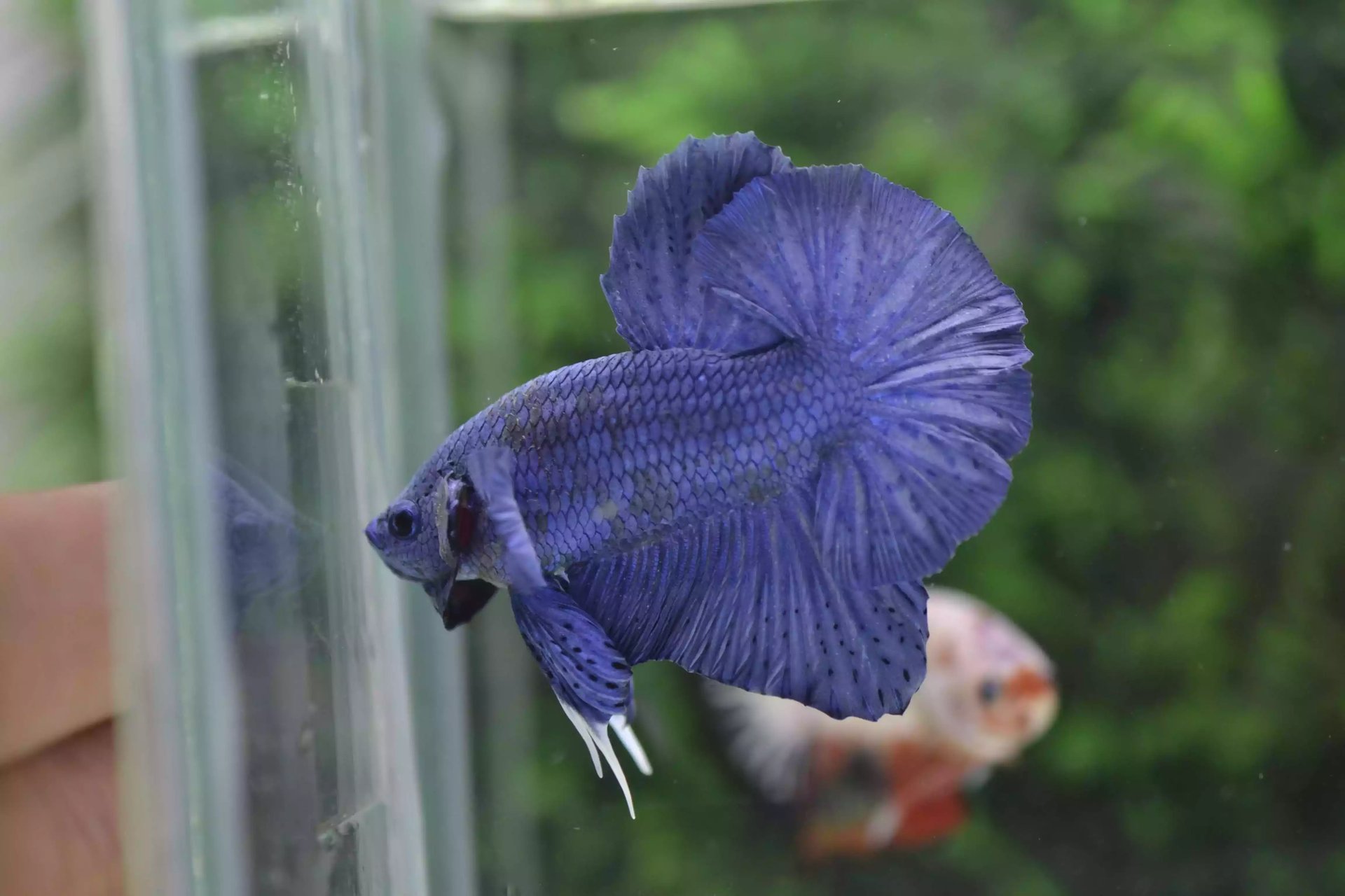Ikan Cupang Halfmoon PK Blue