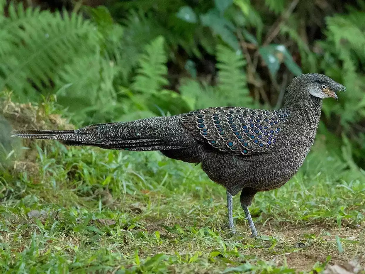 Ayam Grey Peacock Pheasant