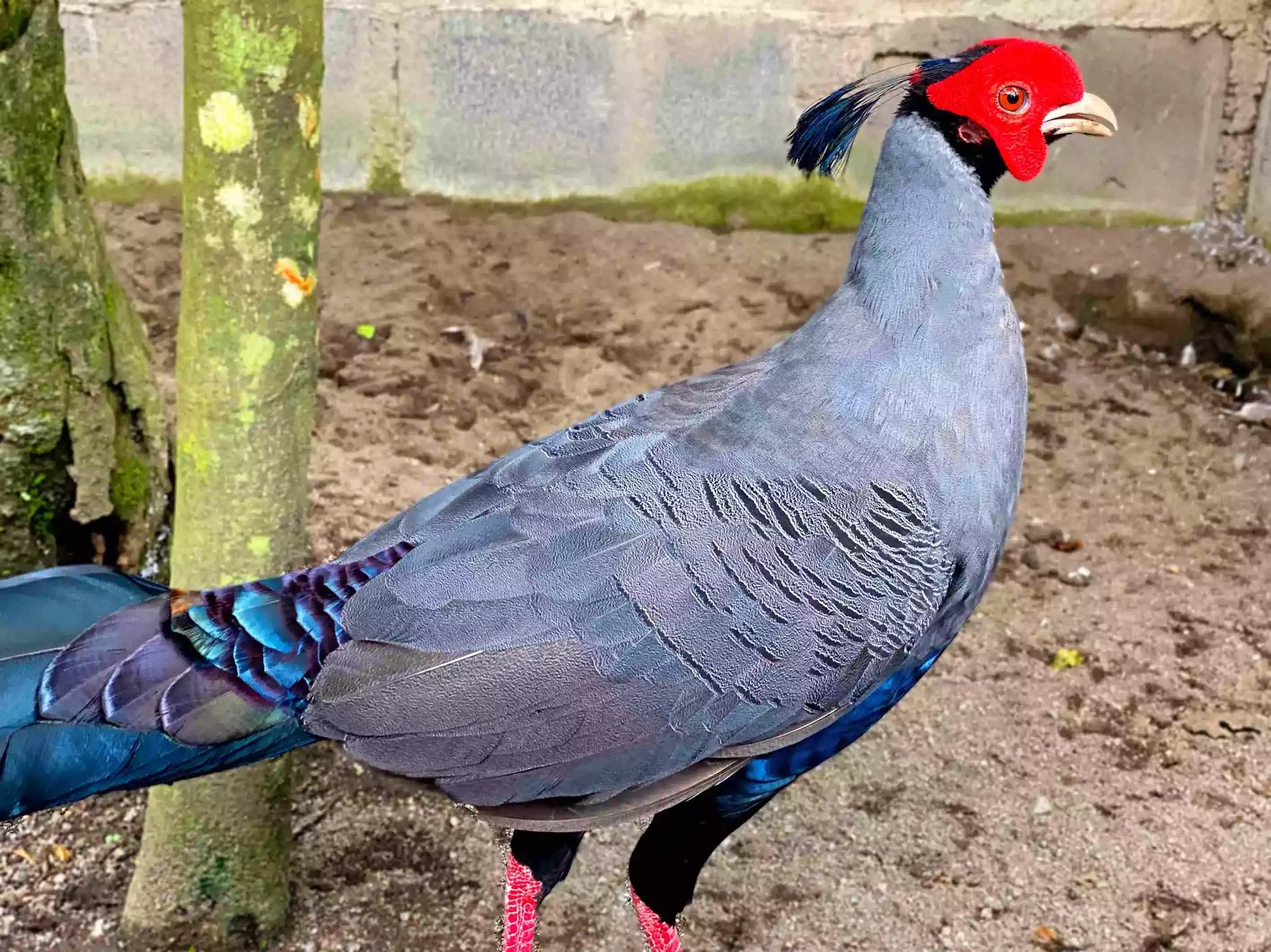 Ayam Siamese Fireback Pheasant
