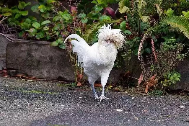 Ayam Polish (Poland Jambul)