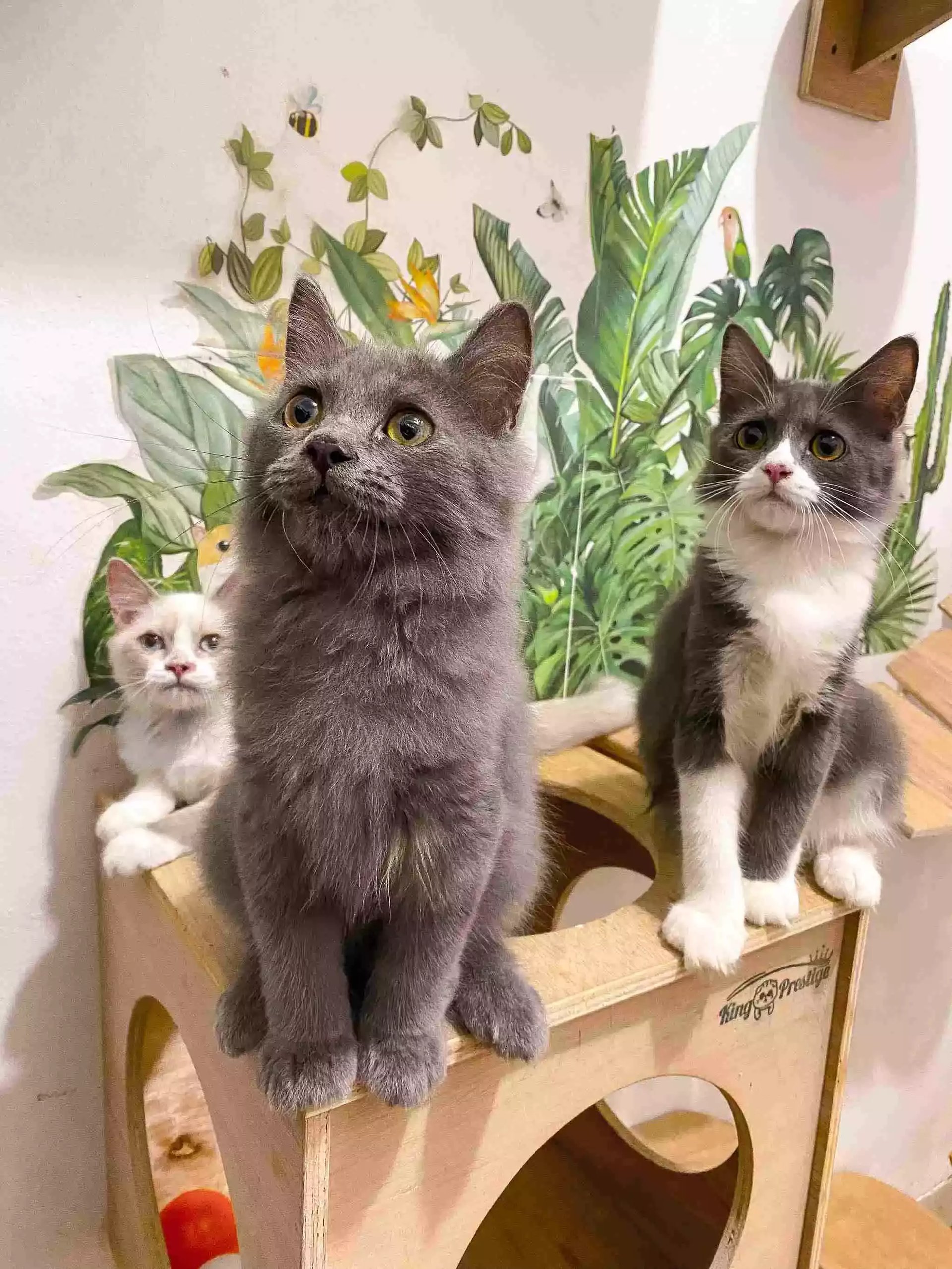 Kucing Persia Abu-abu Smoke Full Bulu Lebat & Aktif