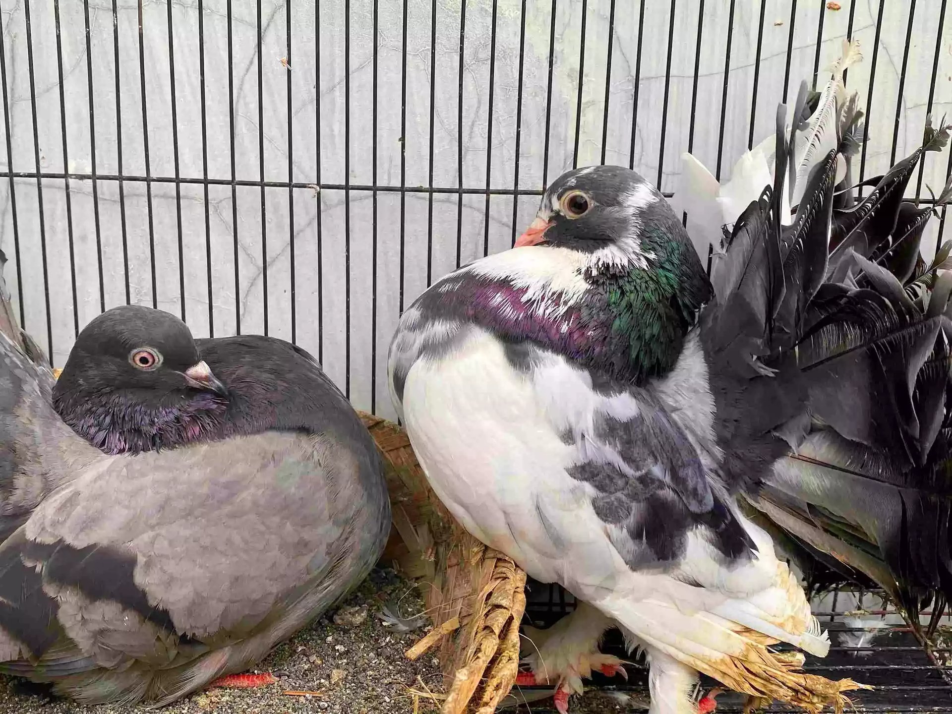 Burung Merpati Kipas