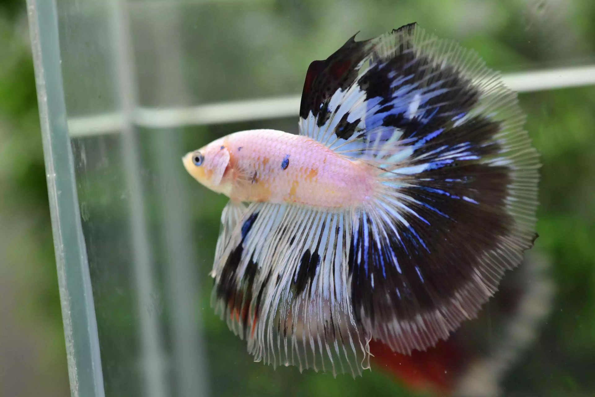 Ikan Cupang Halfmoon