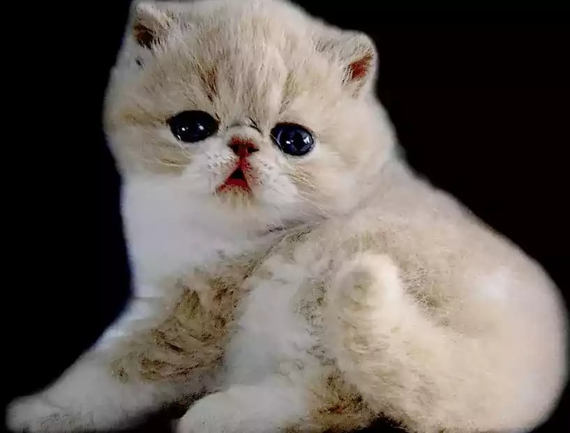 Kucing Persia Flatnose