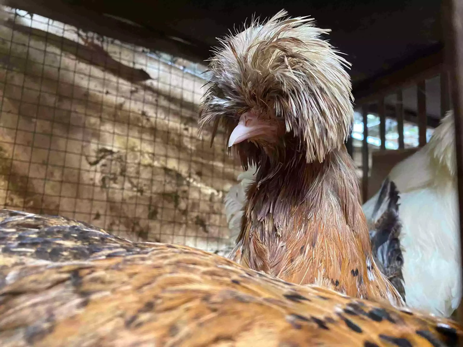 Ayam Polish (Poland Jambul)