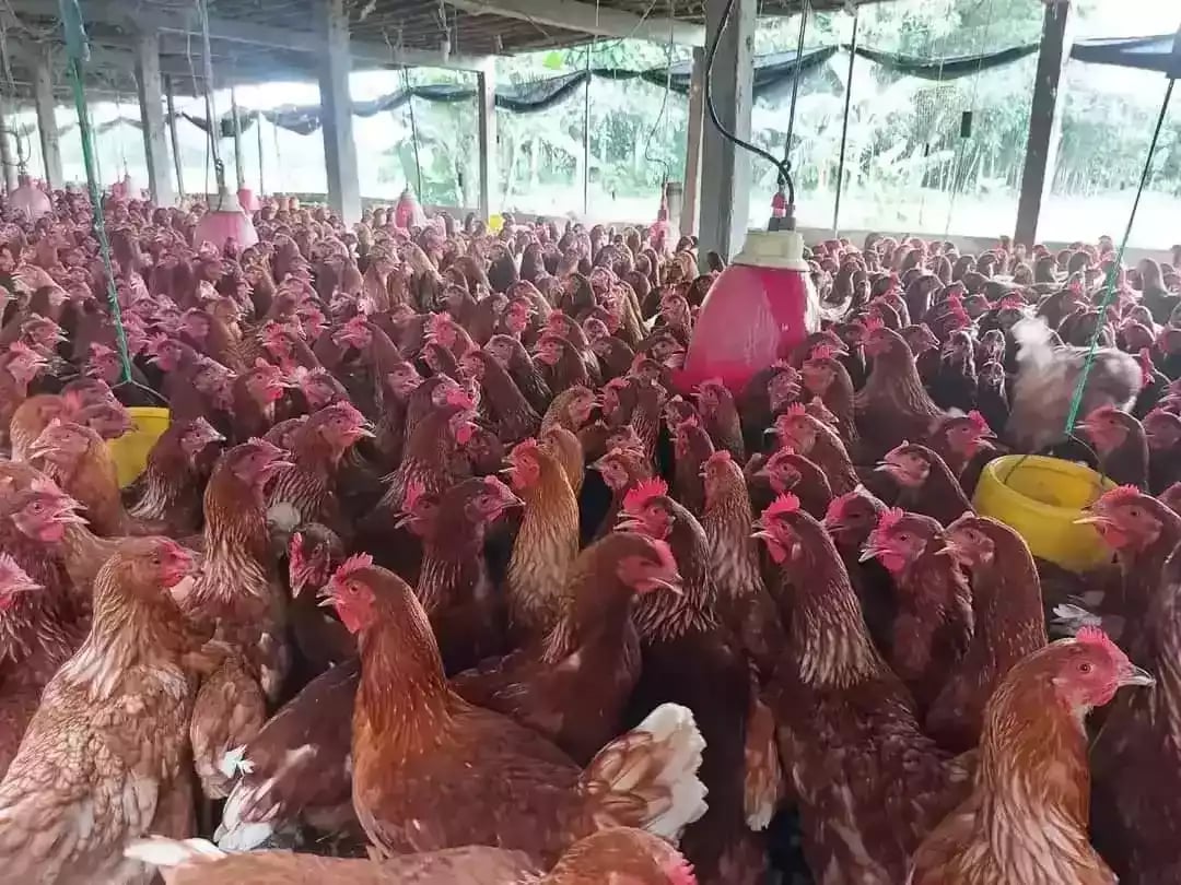 Jual Pullet Ayam Petelur Merah Usia 13 Minggu Yang Terbaik Dan Terpecaya di Surabaya Jawa Timur - 0812-2851-5471