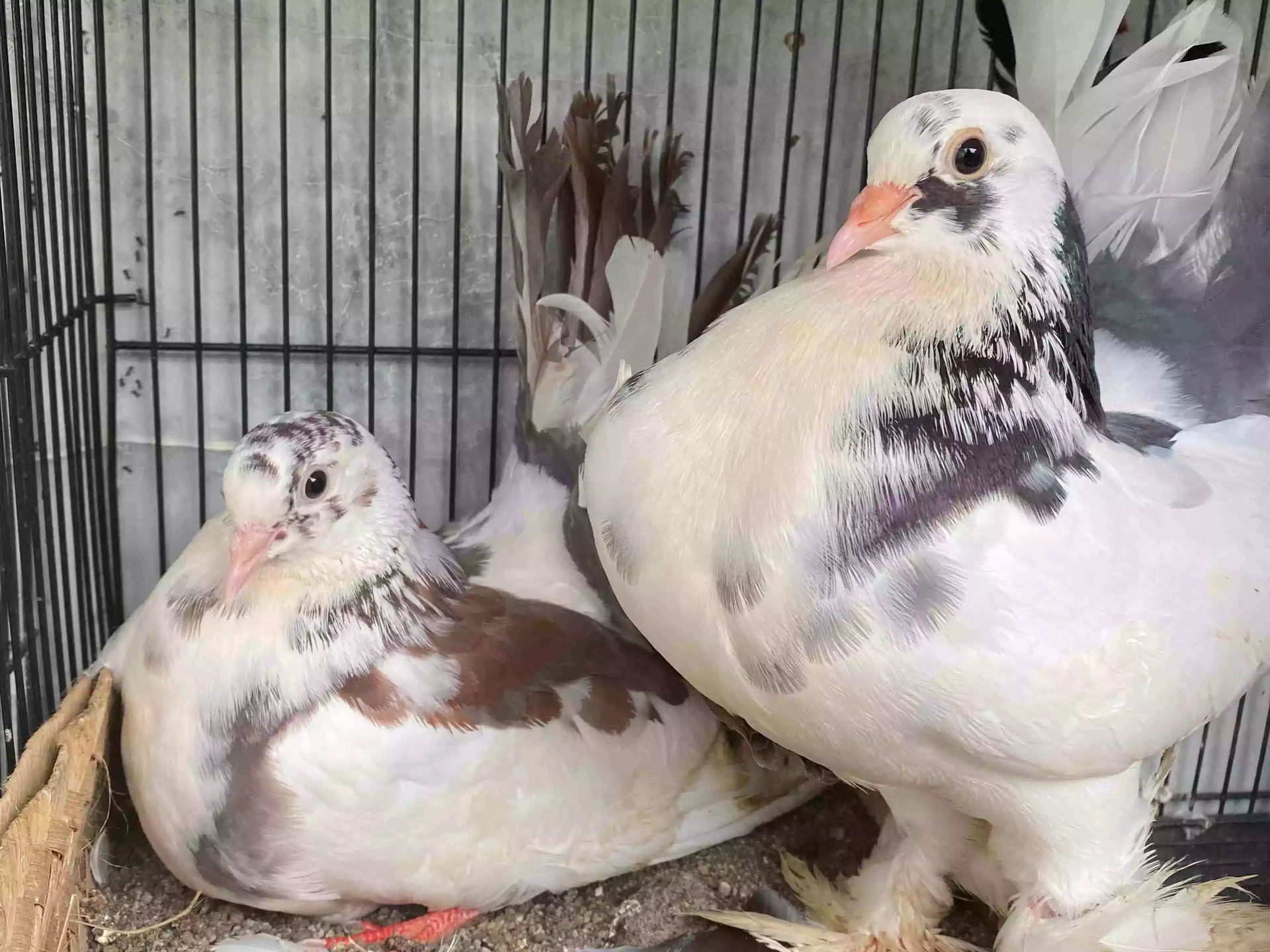 Burung Merpati Kipas