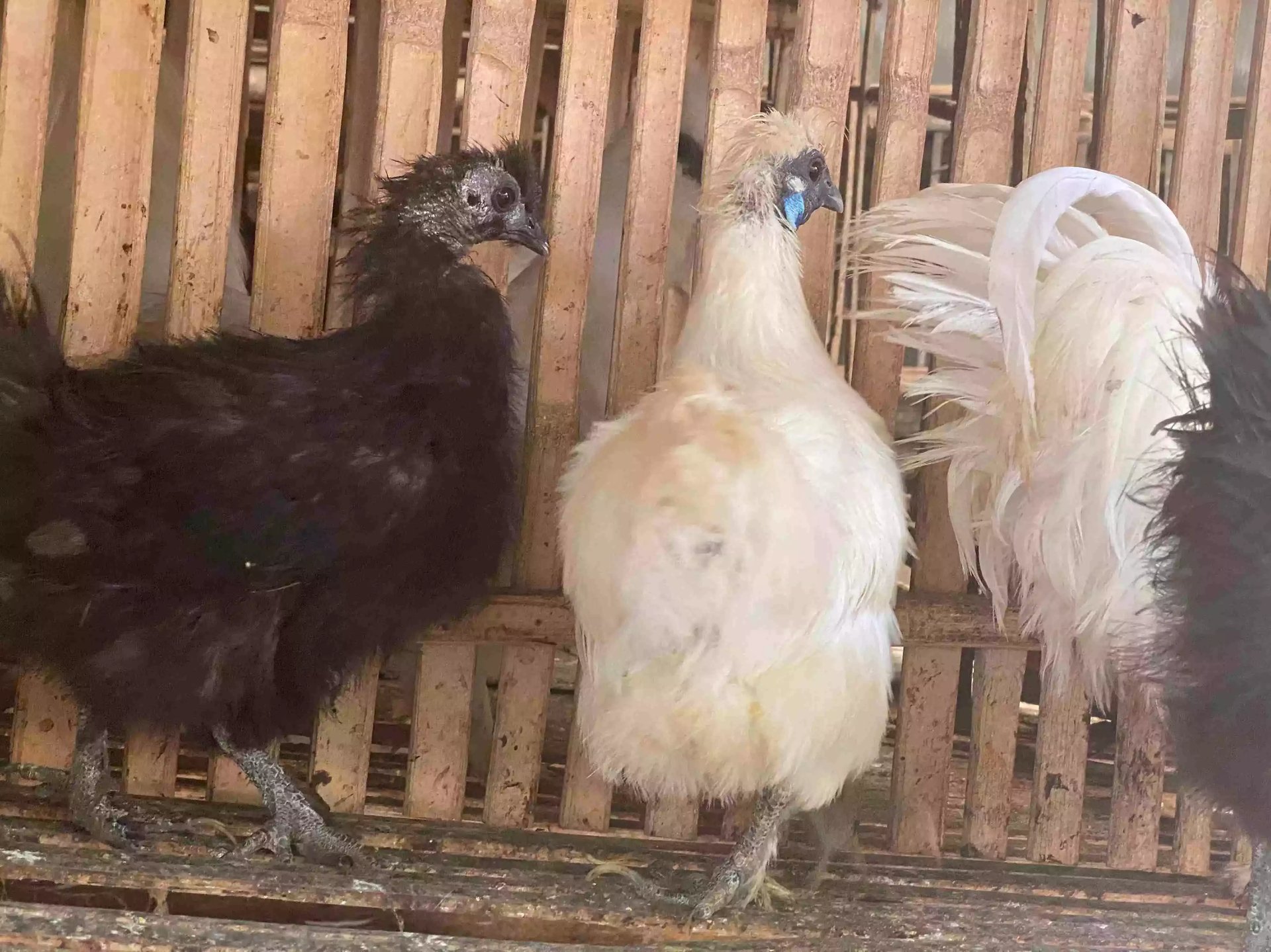 Ayam Kapas Hitam & Coklat