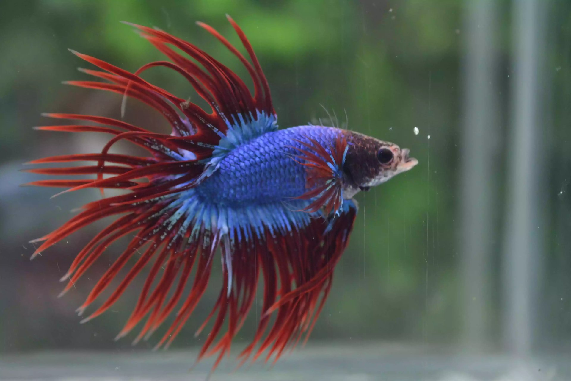 Ikan Cupang Crowntail Maskot