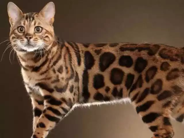 Kucing Bengal