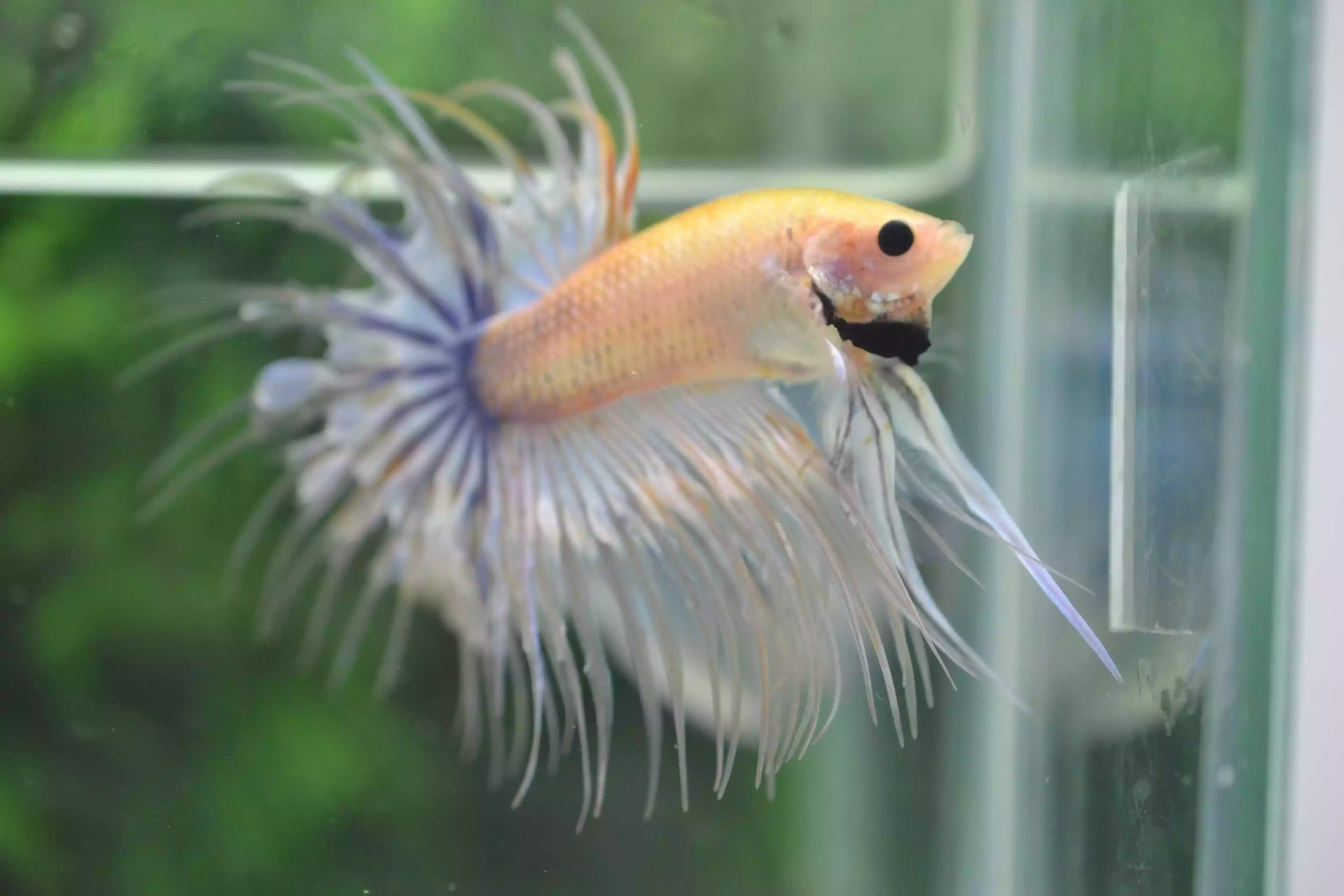 Ikan Cupang Crowntail