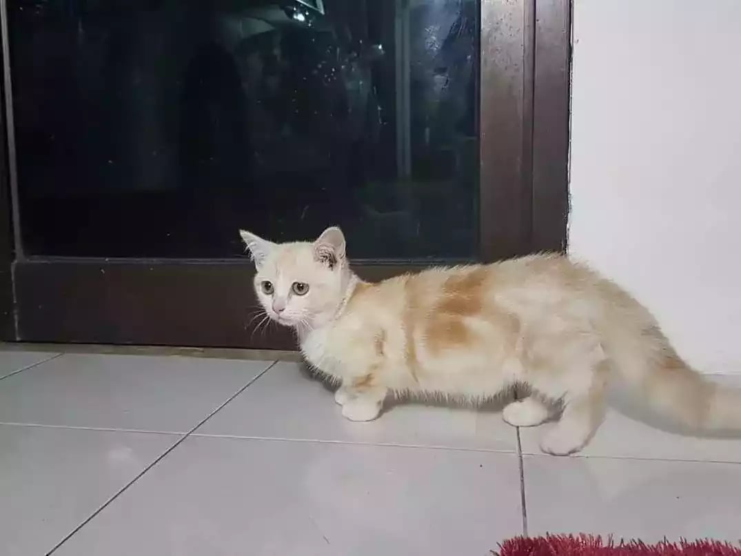 Kucing Munchkin