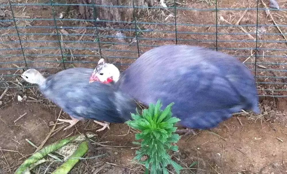 Ayam Violete Guinea Fowl