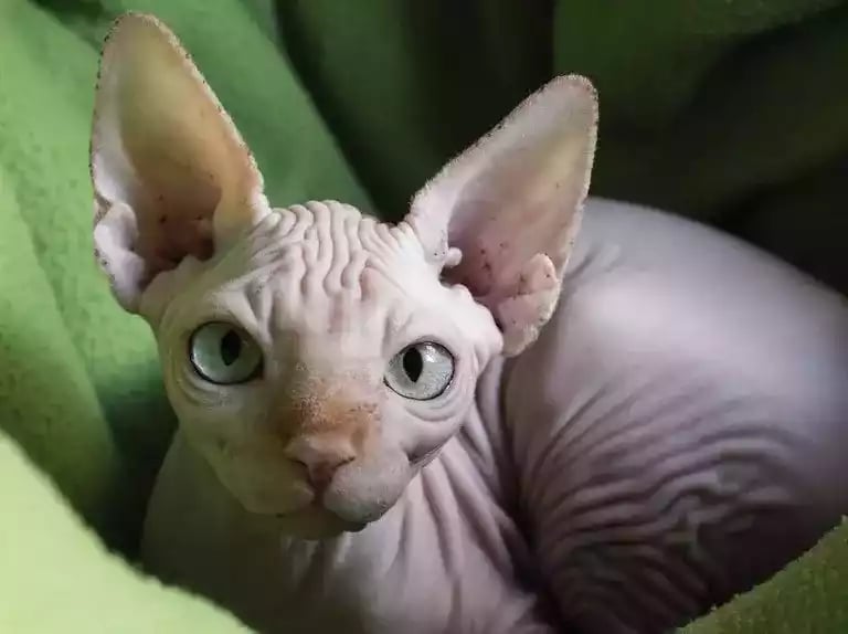 Kucing Sphynx