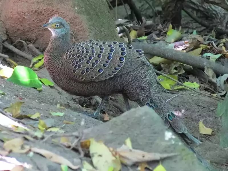 Ayam Grey Peacock Pheasant