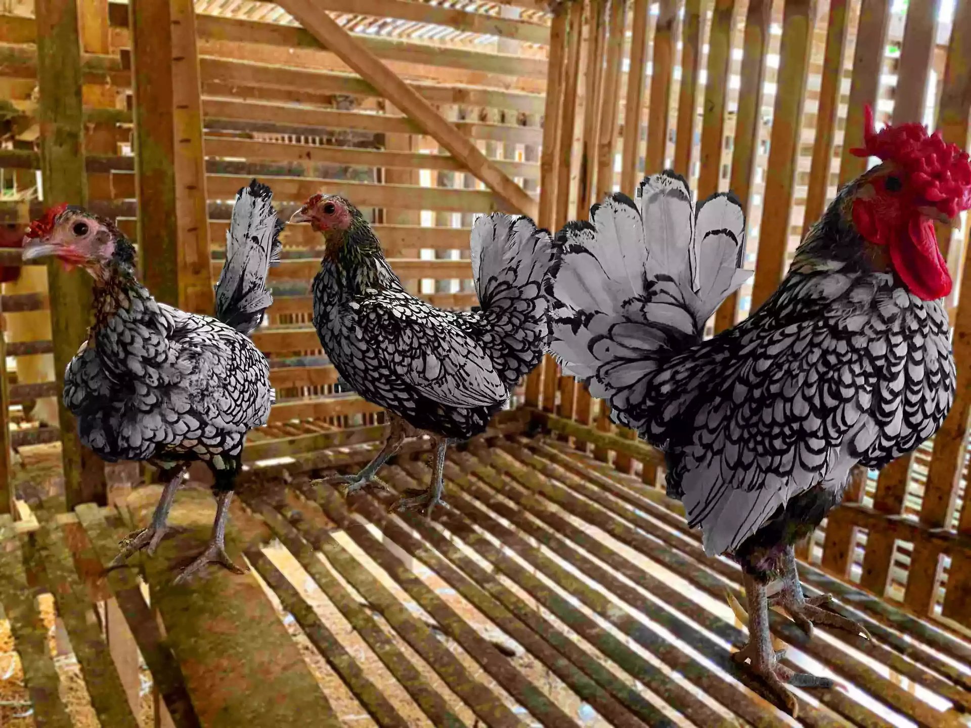 Ayam Sebright (Batik Kanada & Itali)