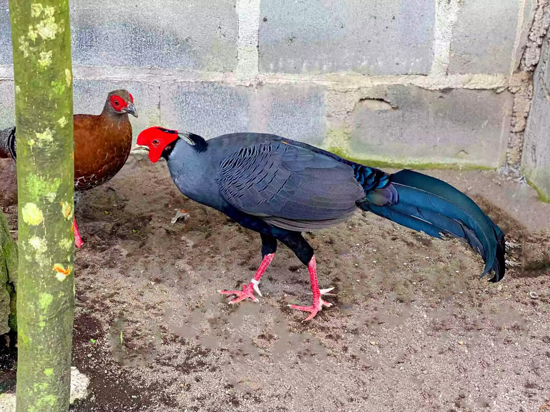 Ayam Siamese Fireback Pheasant