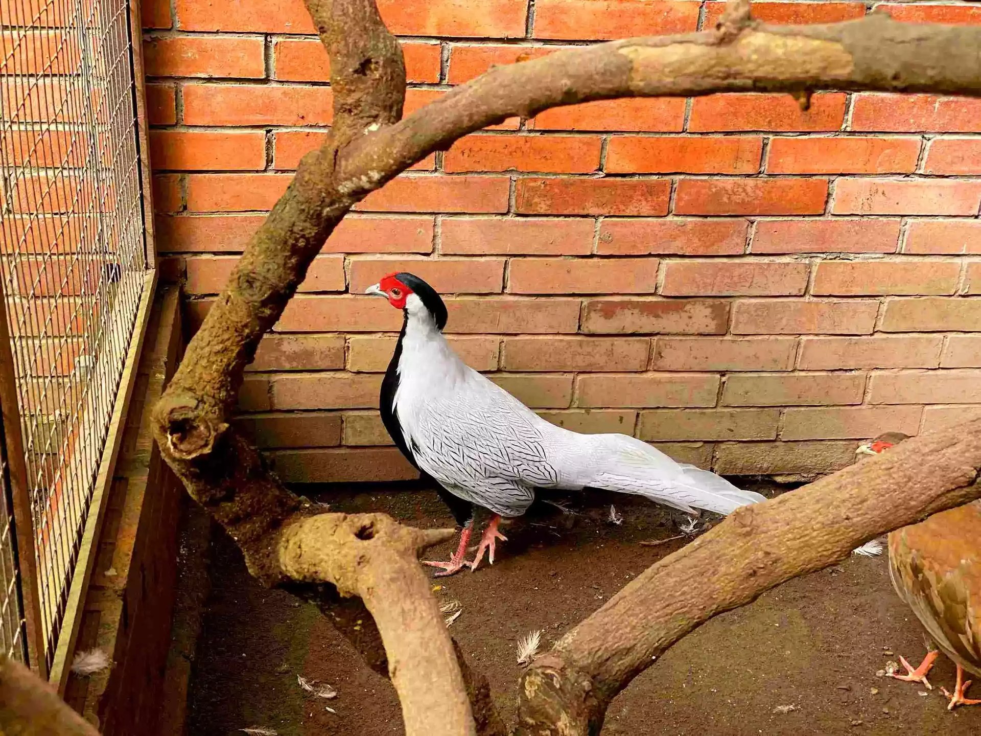 Ayam Silver Pheasant