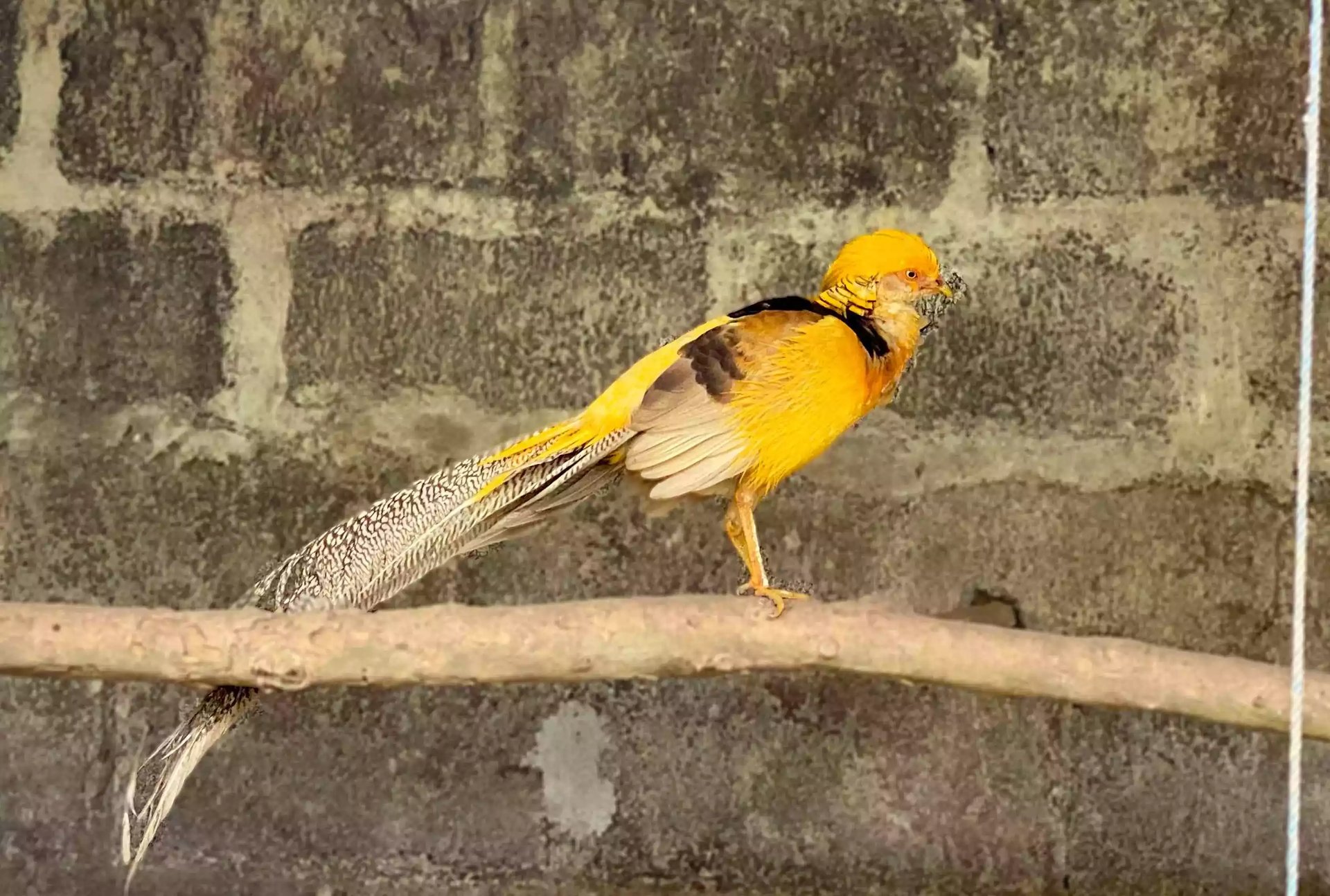 Ayam Yellow Pheasant