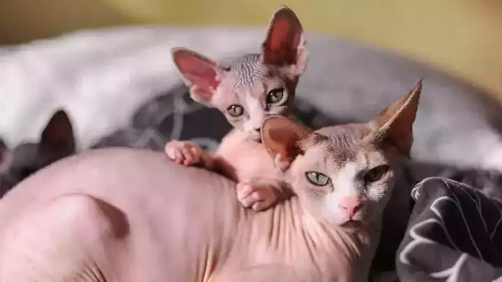 Kucing Sphynx