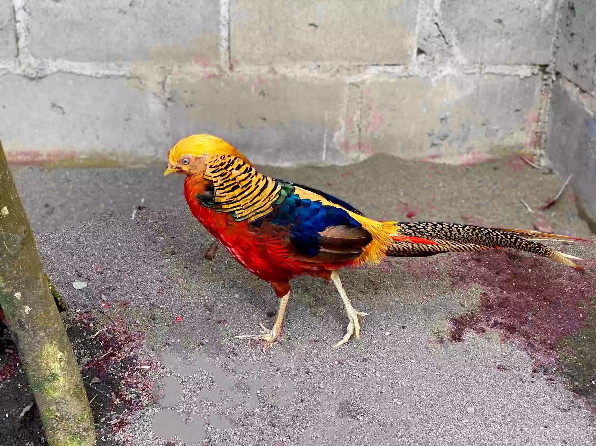 Ayam Golden Pheasant