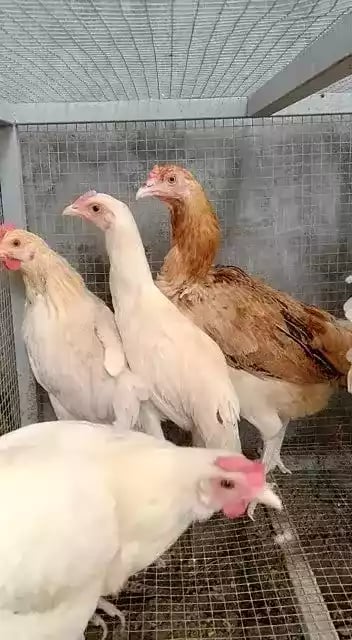 Keuntungan Beternak Ayam Elba Mulai Dari Performa Telur Tinggi dan Efisiensi Pakan
