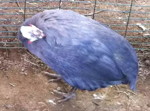 Ayam Violete Guinea Fowl