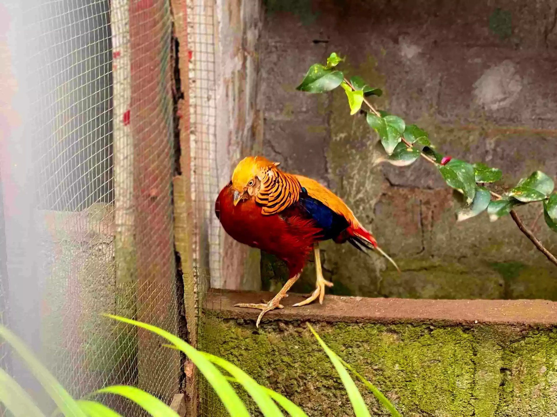Ayam Golden Pheasant