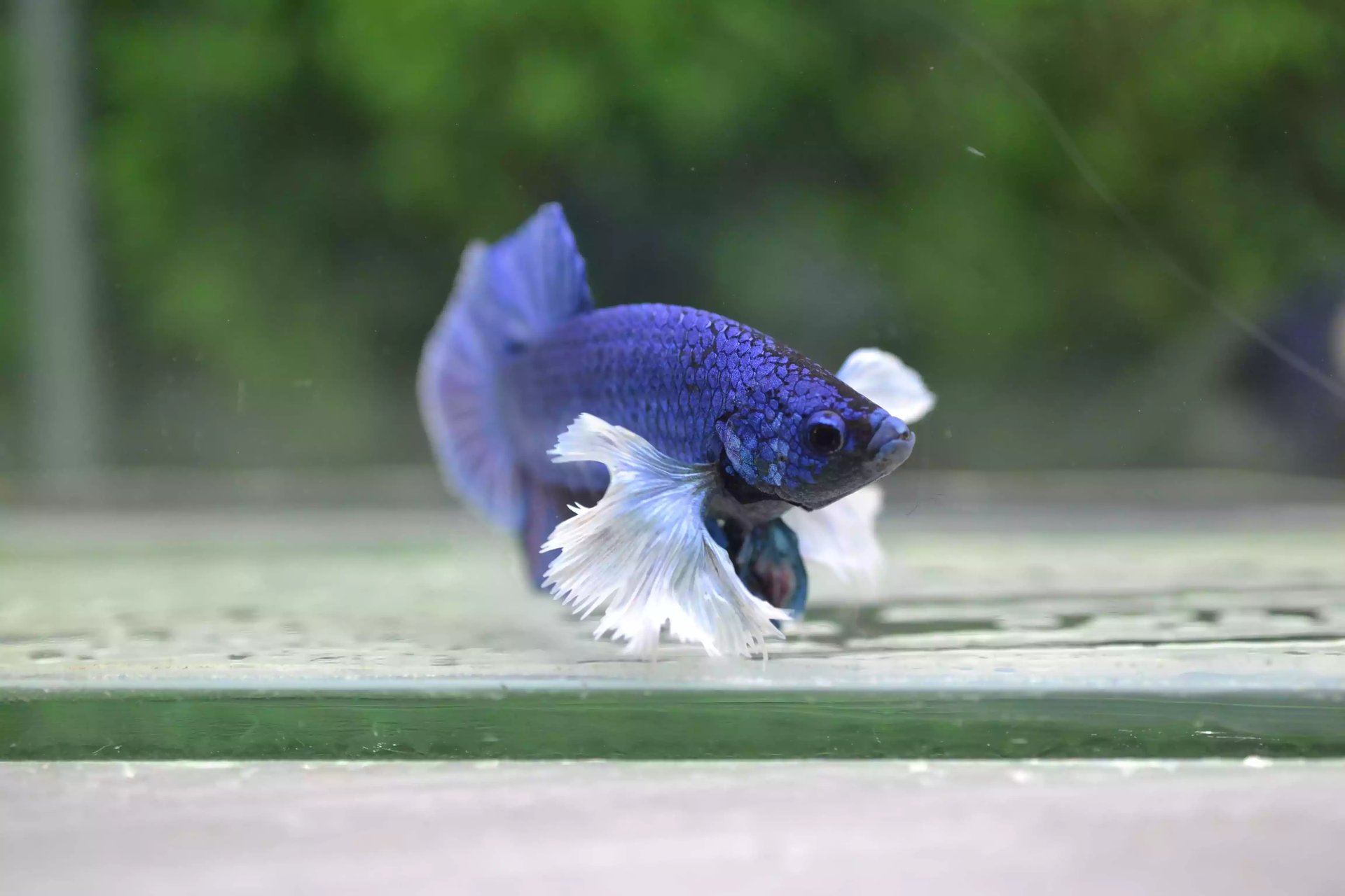 Ikan Cupang Dumbo Ear Blue