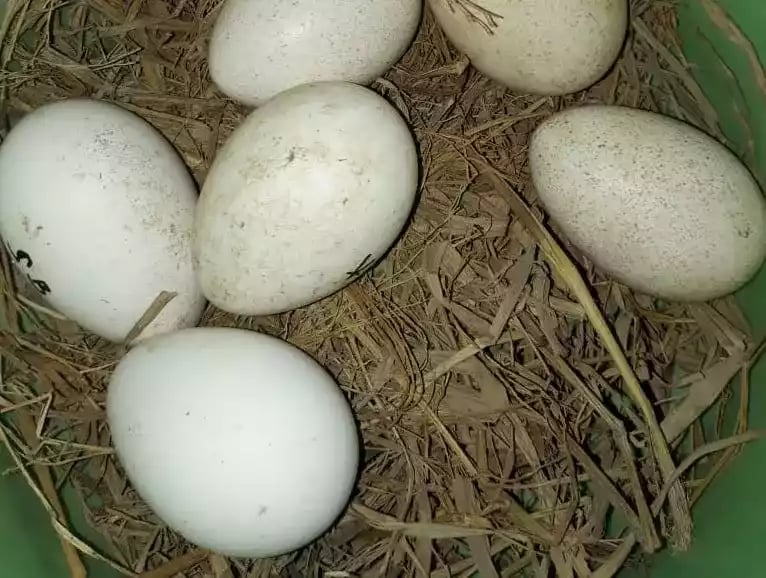 Telur Ayam Onagadori