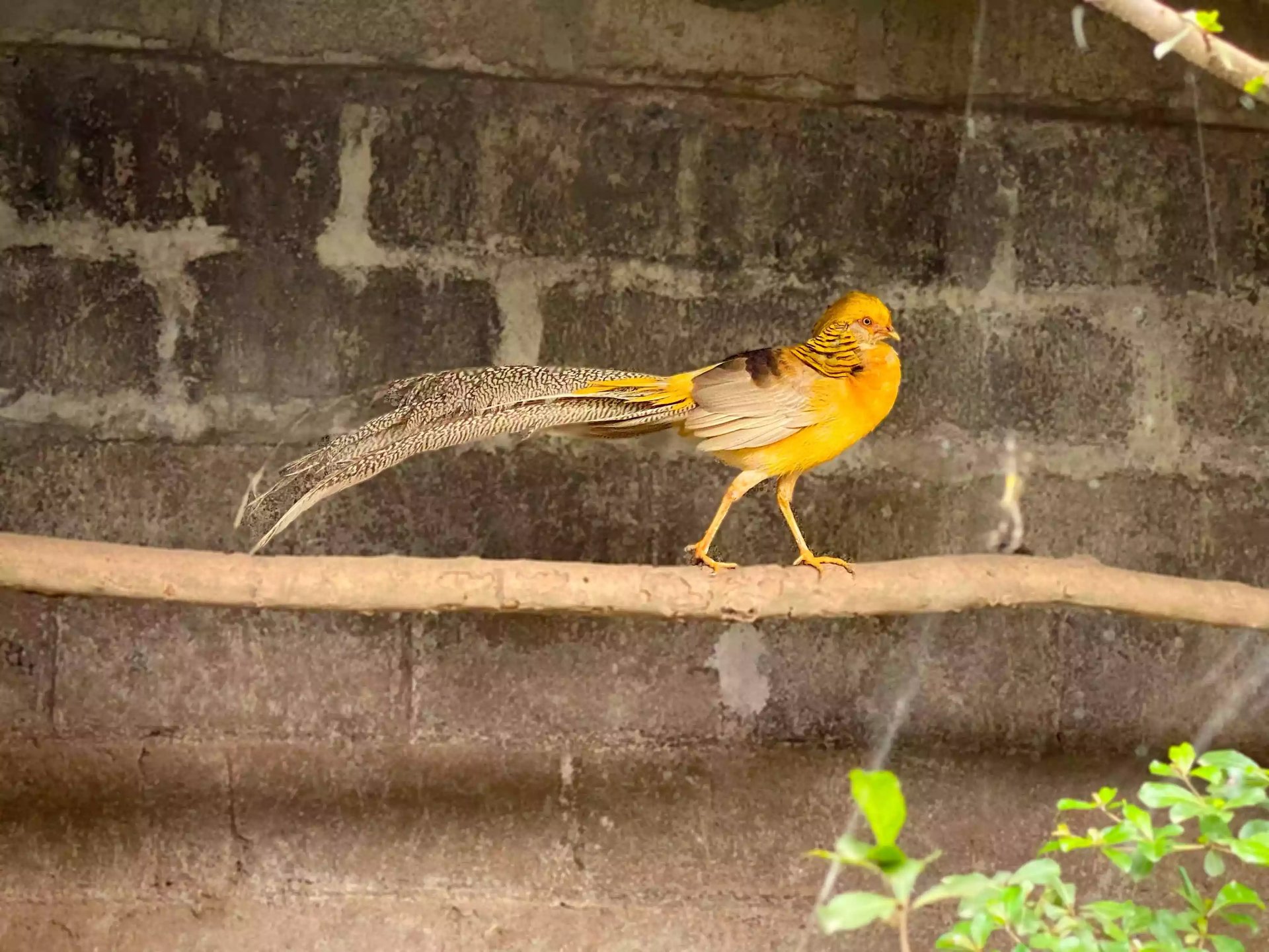 Ayam Yellow Pheasant