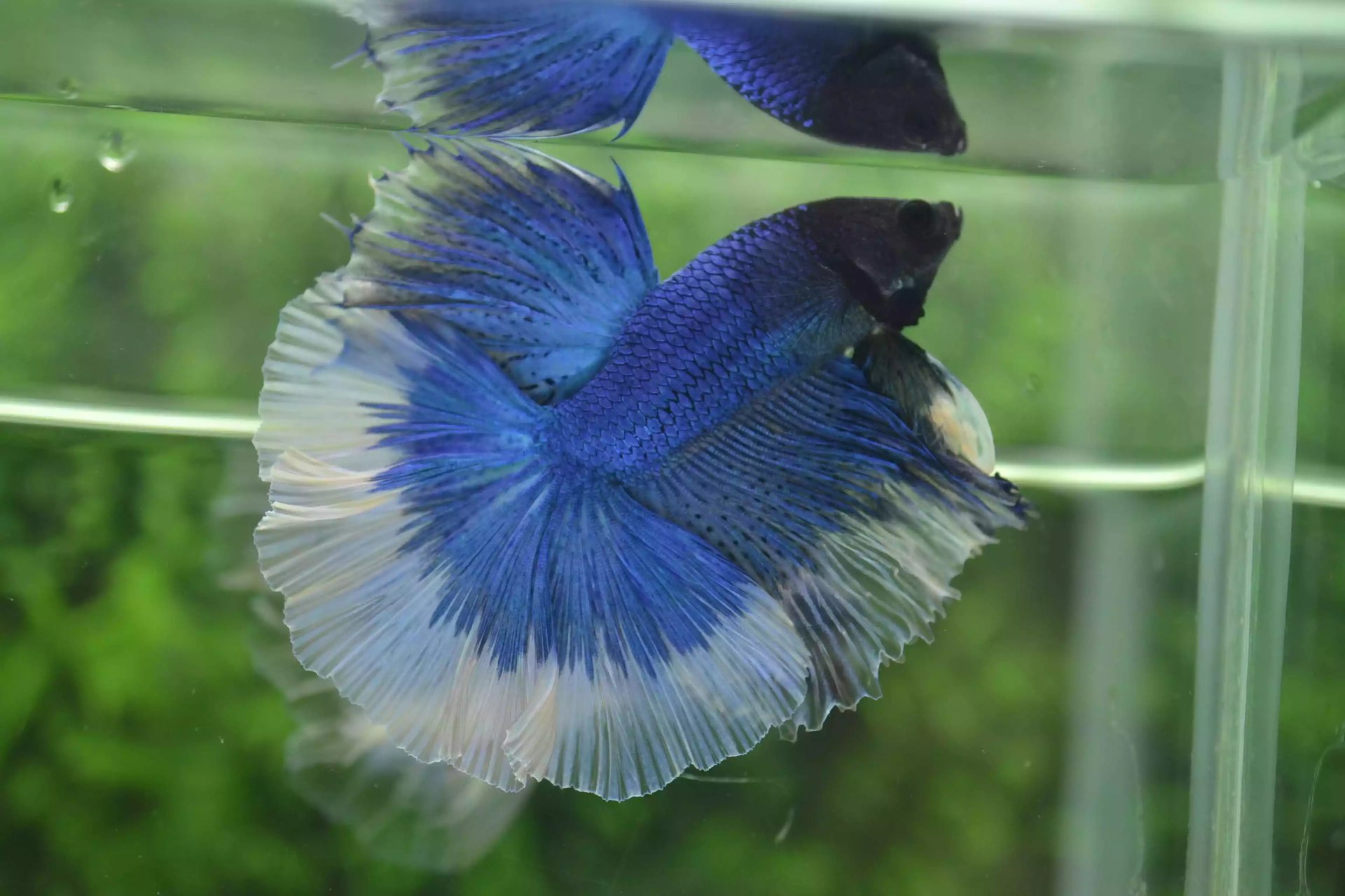 Ikan Cupang Halfmoon Butterfly