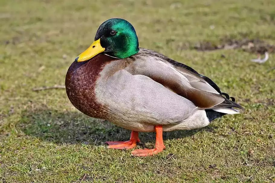 Bebek Mallard