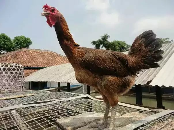 Ayam Pelung