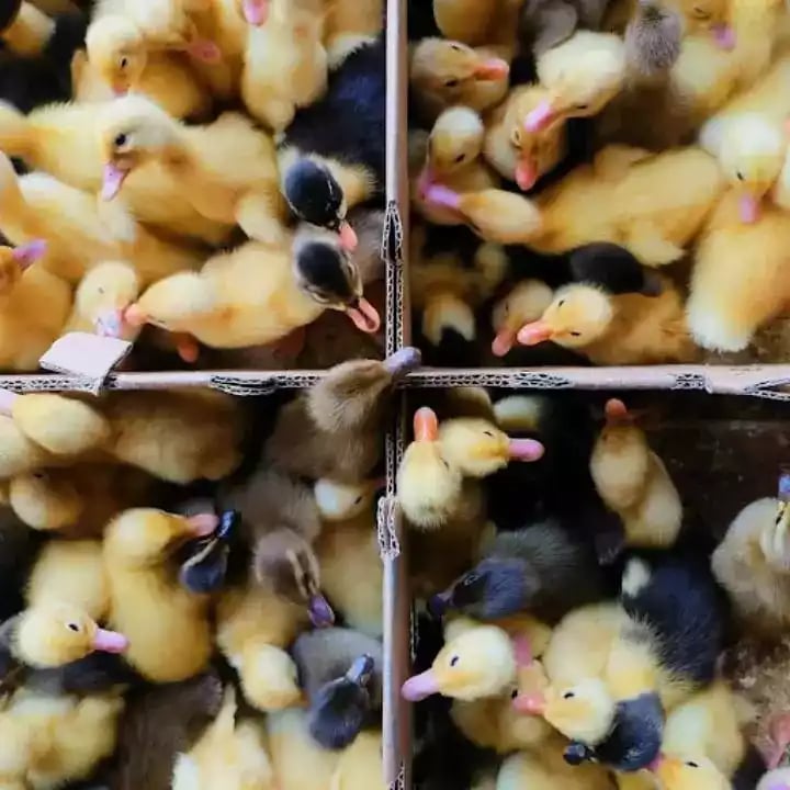 Jual DOD Bebek Hibrida: Jenis Bebek Pedaging Paling Cepat Panen