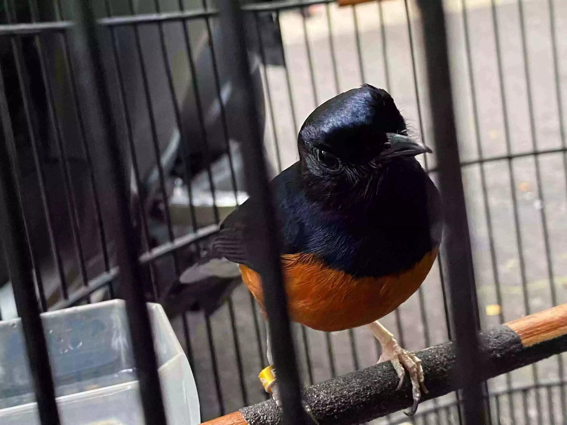 Burung Murai Batu Medan