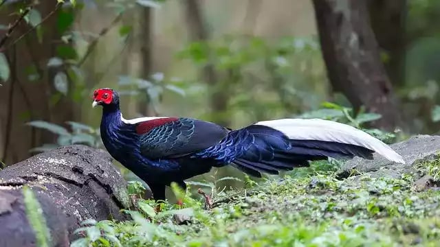 Ayam Swinhoes Pheasant