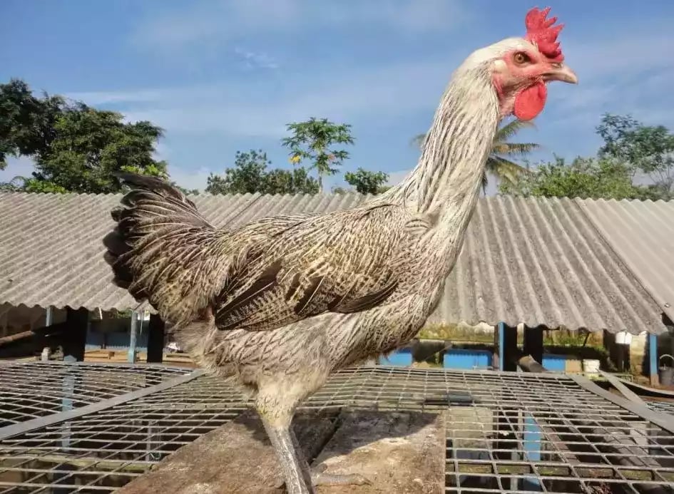 Ayam Pelung